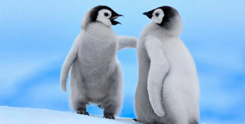 pinguinos-faunia